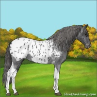 Horse Color:Blue Roan Tobiano Appaloosa
