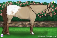 Horse Color:Liver Red Dun Appaloosa