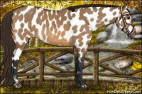 Horse Color:Brown Dun Near Leopard Brindle