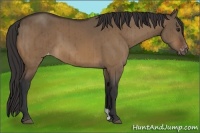 Horse Color:Brown Dun Appaloosa Brindle 
