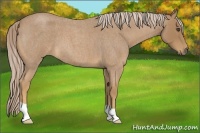 Horse Color:Palomino Roan 