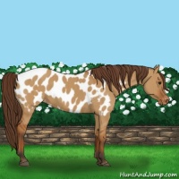 Horse Color:Bay Dun Appaloosa Brindle 