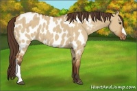 Horse Color:Bay Dun Appaloosa Brindle 