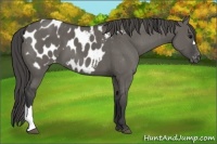 Horse Color:Grullo Appaloosa Brindle 