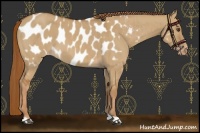 Horse Color:Red Dun Appaloosa Brindle 