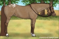 Horse Color:Liver Red Dun Appaloosa Brindle