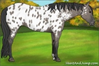 Horse Color:Grullo Appaloosa Brindle