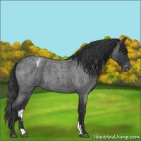 Horse Color:Blue Roan Appaloosa 