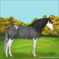 Horse Color:Blue Roan Splash Appaloosa 