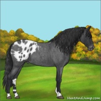 Horse Color:Blue Roan Appaloosa 