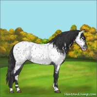 Horse Color:Blue Roan Appaloosa