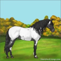 Horse Color:Blue Roan Appaloosa