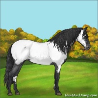 Horse Color:Blue Roan Appaloosa