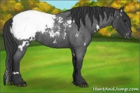 Horse Color:White Spotted Blue Roan Appaloosa 