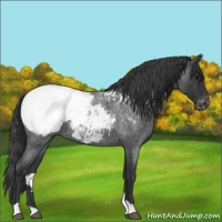 Horse Color:Blue Roan Snowcap 