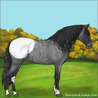 Horse Color:Blue Roan Snowcap 