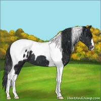 Horse Color:Black Tobiano Blanket 