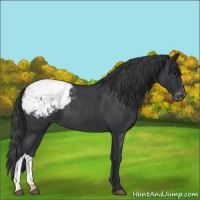 Horse Color:Blue Roan Snowcap
