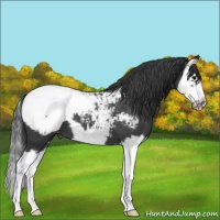 Horse Color:Blue Roan Splash Frame Snowcap 