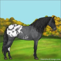 Horse Color:Blue Roan Appaloosa 