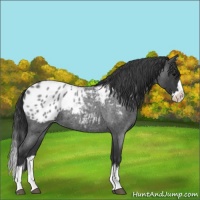 Horse Color:Blue Roan Splash Appaloosa 
