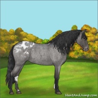 Horse Color:Blue Roan Blanket Rabicano 