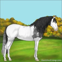 Horse Color:Blue Roan Splash Appaloosa 