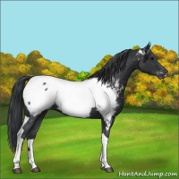 Horse Color:Blue Roan Tobiano Appaloosa 