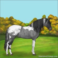 Horse Color:Blue Roan Tobiano Appaloosa