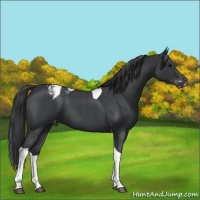 Horse Color:Blue Roan Tobiano Varnish 