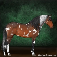 Horse Color:White Spotted Brown 