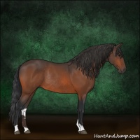 Horse Color:Bay Rabicano 