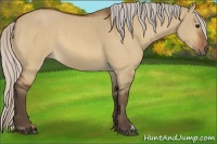 Horse Color:Silver Bay Dun