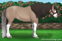 Horse Color:Sable Champagne Splash 