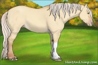 Horse Color:Silver Amber Champagne Dun 