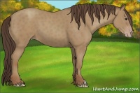 Horse Color:Classic Champagne 