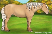 Horse Color:Silver Classic Champagne 