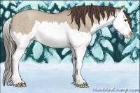 Horse Color:Classic Champagne Dun Sabino Splash 