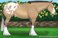 Horse Color:Amber Champagne Splash Appaloosa 