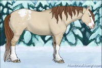 Horse Color:Classic Champagne Dun Splash Appaloosa 