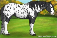 Horse Color:Black Splash Appaloosa 