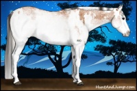 Horse Color:White Spotted Bay Splash  and White Spotted Silver Bay Splash 