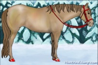 Horse Color:Black Pearl Rabicano