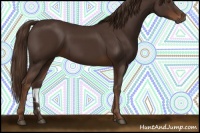 Horse Color:Liver Chestnut Rabicano