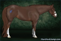 Horse Color:Liver Chestnut 