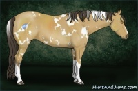 Horse Color:White Spotted Buckskin