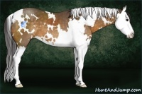 Horse Color:White Spotted Buckskin Splash 