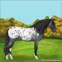 Horse Color:Blue Roan Appaloosa