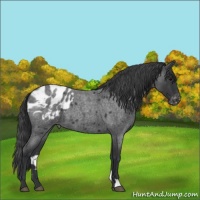 Horse Color:Blue Roan Appaloosa
