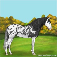 Horse Color:Blue Roan Splash Near Leopard